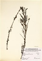 藏品(鐵掃帚)的圖片